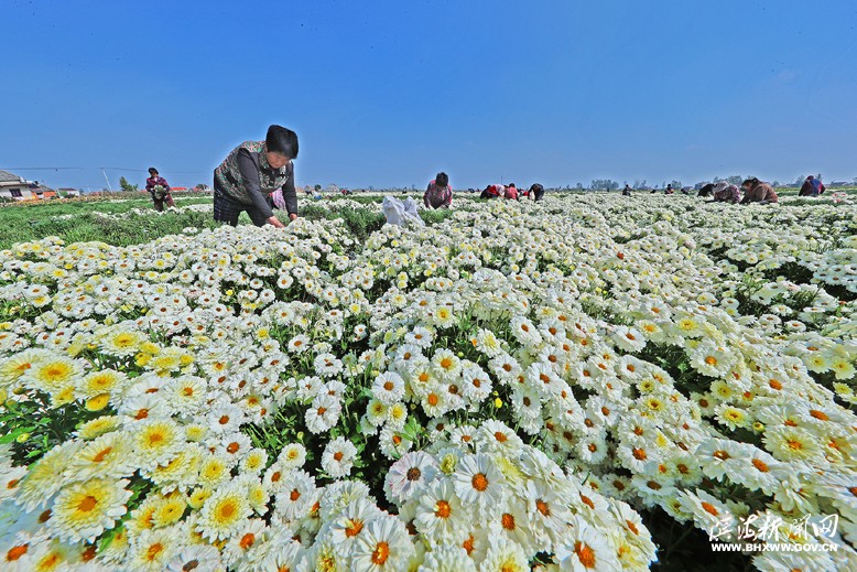 八巨鎮(zhèn)華新村杭白菊基地喜獲豐收