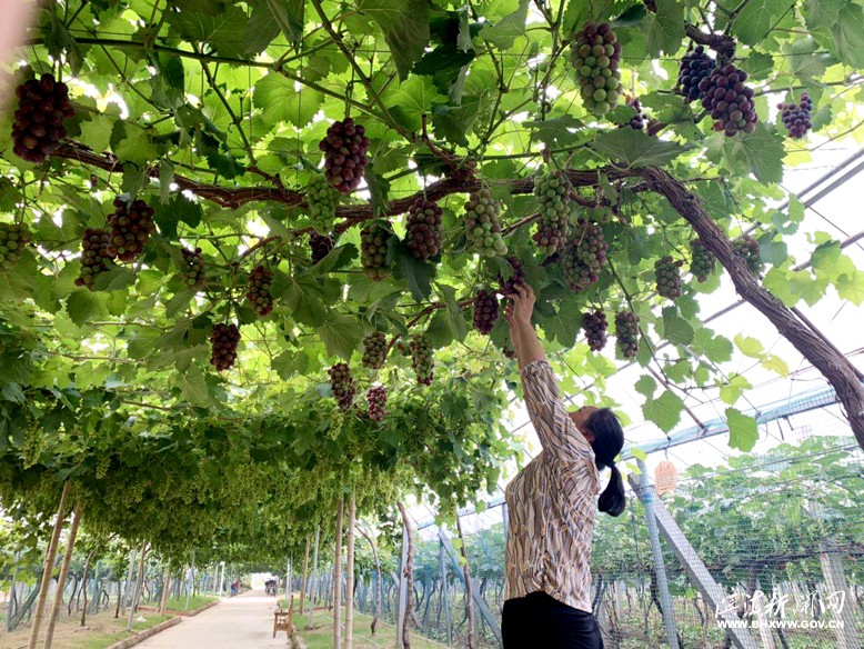 濱淮鎮(zhèn)“好農(nóng)家”葡萄種植基地一角