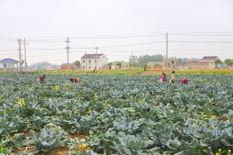 坤澤園農(nóng)業(yè)有限公司