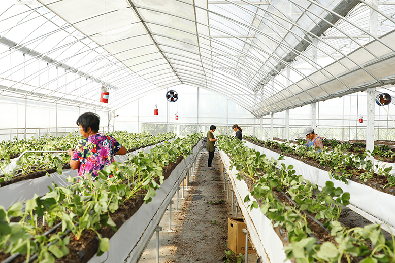 東坎街道沙浦村紅勝火草莓園