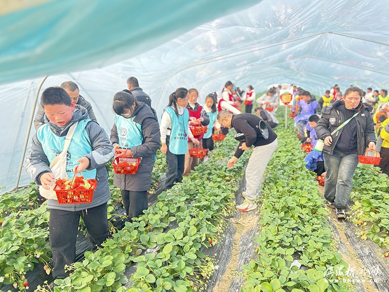 趣農草莓園內體驗采摘樂趣