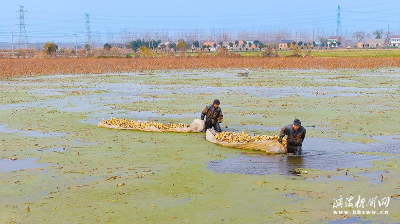 正紅鎮(zhèn)茂軍家庭農(nóng)場采挖蓮藕